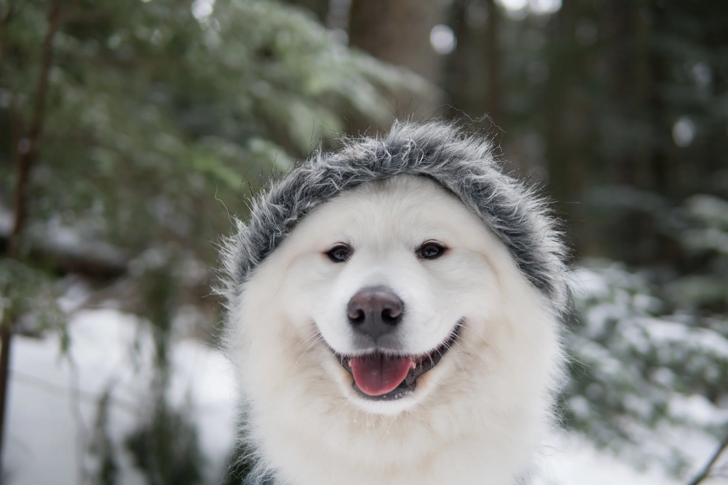 Canada Pooch Winter Jackets Loki Friends